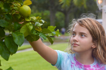 Girl reaching up to pluck a lime from a tree