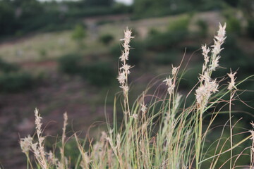 Grass on the land