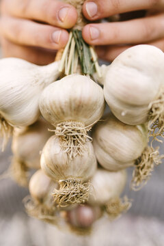 hands holding garlic bouquet