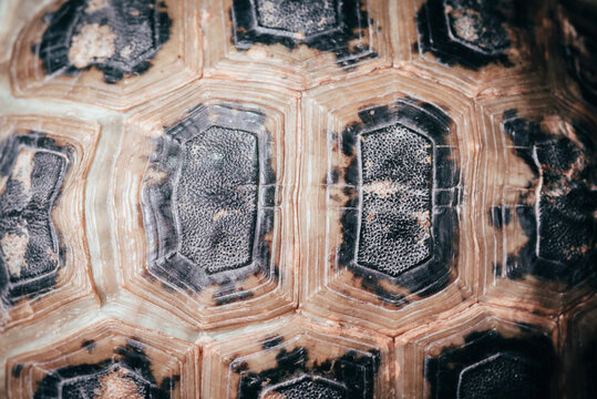 shell of Elongated tortoise