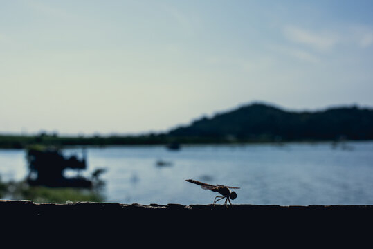 Dragonfly