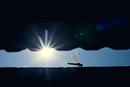 Dragonfly