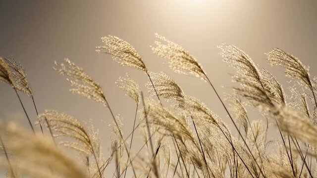 Closeup of reed grass swaying in wind in sunlight, neutral background