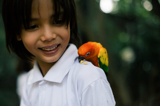 A little parakeet eating corn on a boy's shoulder