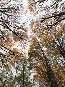 Low angle view of BIgleaf maple trees in autumn, Seattle, WA