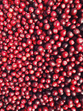 Pile of organic cranberries for sale at farmers market