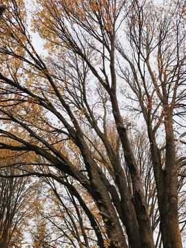 Low angle view of BIgleaf maple trees in autumn, Seattle, WA