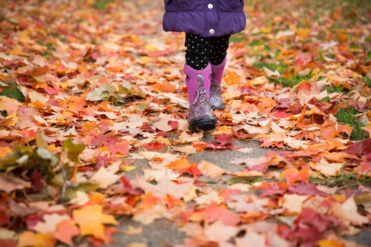 Closeup image of the feet of a young child as she walks along an autumn leaf filled sidewalk