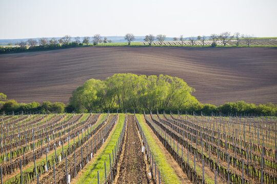 colorful vineyards