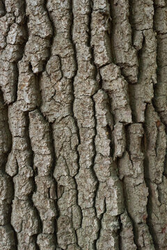 tree bark texture