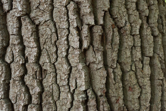 tree bark texture