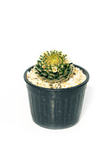 Image of cactus in pots isolated on white background. Small decorative plant. Front view.