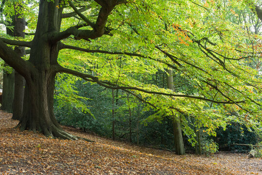 Tree. Hampstead Heath, North London, England, United Kingdom, Europe