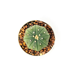 Image of cactus in pots isolated on white background. Small decorative plant. Top view.