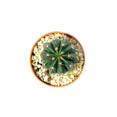 Image of cactus in pots isolated on white background. Small decorative plant. Top view.
