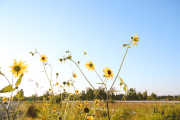 Summer wildflowers, Central Valley, California