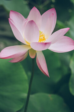 Blooming lotus flower on isolate green background