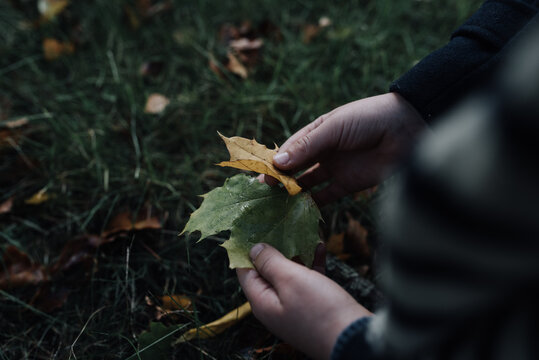 boy holding leaves in his hands
