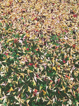 Scattering of Tancho maple leaves in autumn