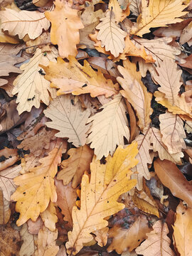 Close of Daimio oak leaves in autumn