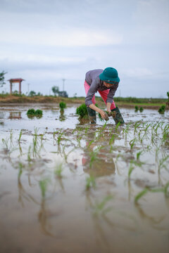 Rice farming