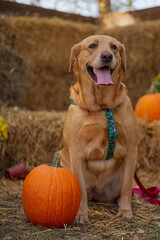 golden retriever puppy posing ith a orange pumpkin