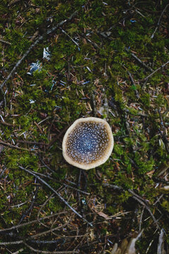 Spotted Mushroom