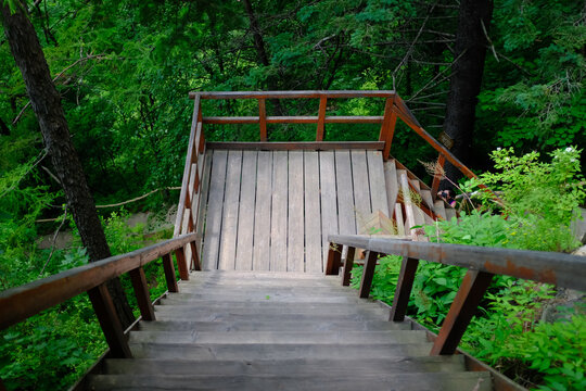 footbridge in forest - Powered by Adobe