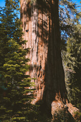Kings Canyon National Park
