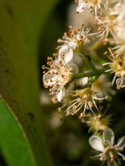 Small white flowers