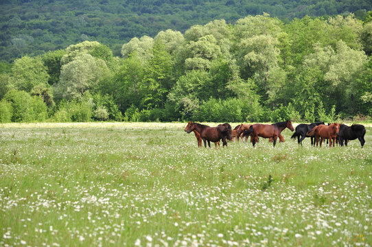 Herd of horses