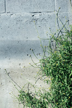 Detail of weed growing against graffiti covered urban wall