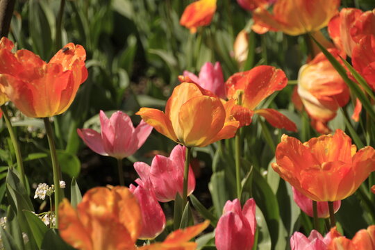 Photo of the flower of Tulips Tulipa