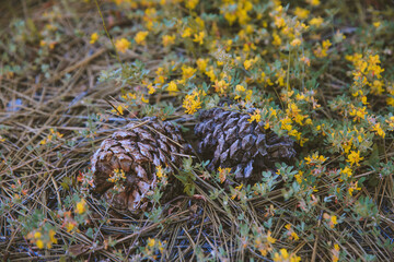 Kings Canyon National Park
