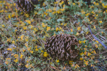 Kings Canyon National Park
