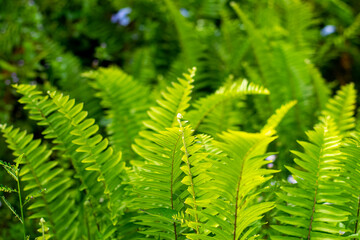 Beautyful ferns leaves