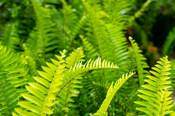 Beautyful ferns leaves