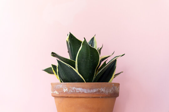 Dark Leaf Plant on Pink