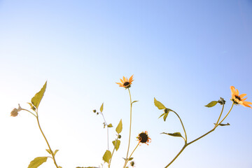 Summer wildflowers, Central Valley, California