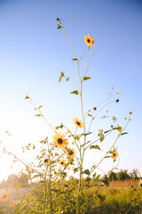 Summer wildflowers, Central Valley, California