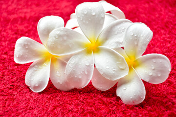 Fototapeta na wymiar white plumeria frangipani