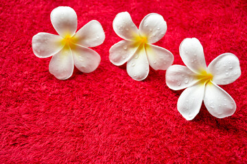 Fototapeta na wymiar frangipani flowers on the mat