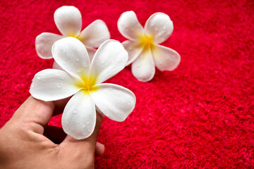 Naklejka na ściany i meble frangipani flower in a spa