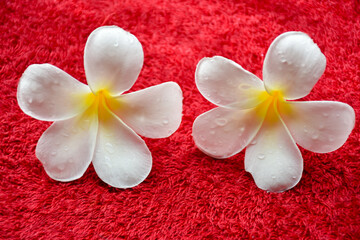 plumeria frangipani plumeria