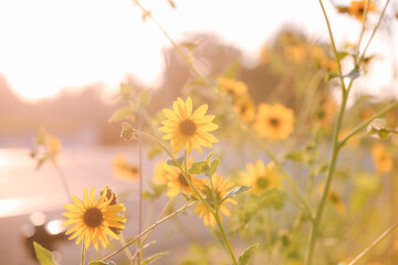 Summer wildflowers, Central Valley, California