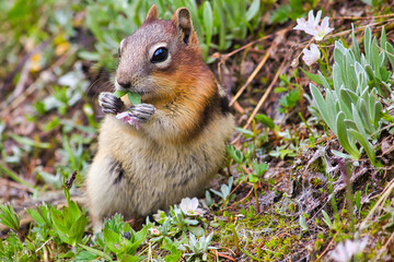 Cute squirrel feeding flower while sitting on the grass, British Columbia, Canada