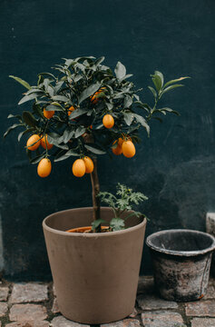 Tangerine plant