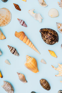 Seashells on a blue background.