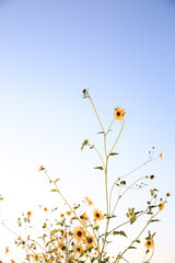 Summer wildflowers, Central Valley, California