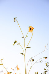 Summer wildflowers, Central Valley, California